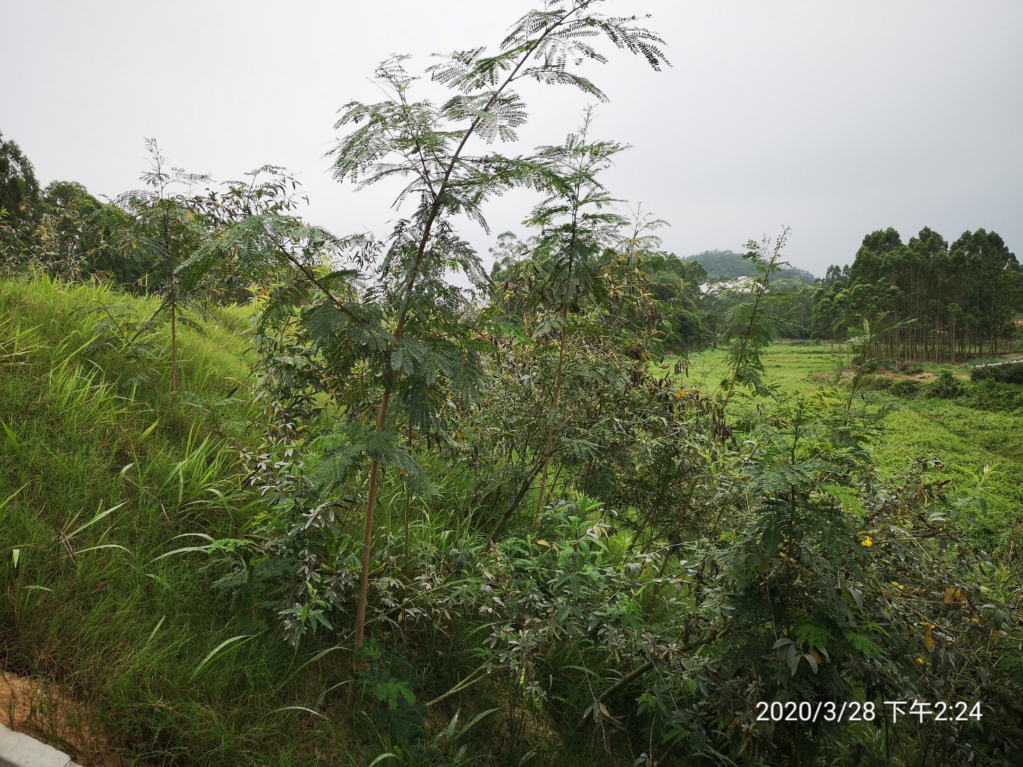 玉湛高速公路廉江段填砂路基防护 (5).jpg